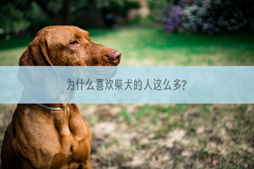 为什么喜欢柴犬的人这么多?