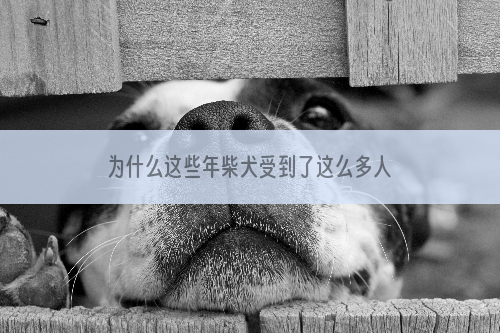 为什么这些年柴犬受到了这么多人的喜爱？