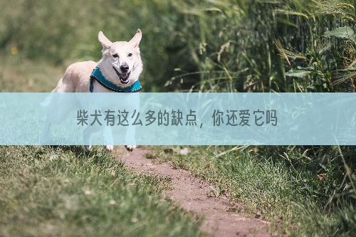 柴犬有这么多的缺点，你还爱它吗？