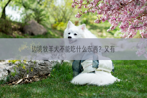边境牧羊犬不能吃什么东西？又有哪些是能吃的？