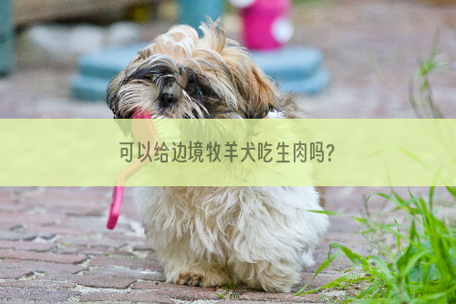 可以给边境牧羊犬吃生肉吗?