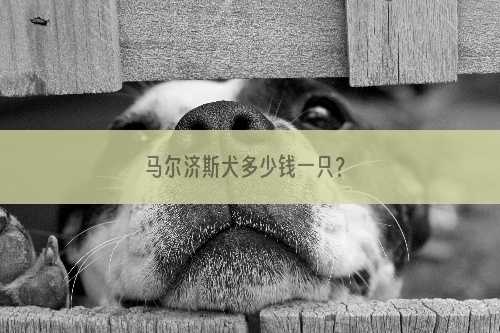 马尔济斯犬多少钱一只？