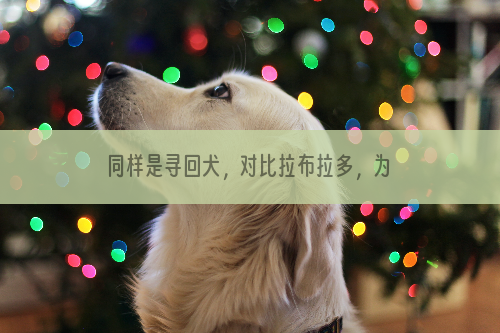 同样是寻回犬，对比拉布拉多，为什么金毛不适合做警犬？