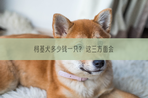 柯基犬多少钱一只？ 这三方面会影响其价格