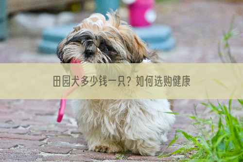 田园犬多少钱一只？如何选购健康的狗狗？