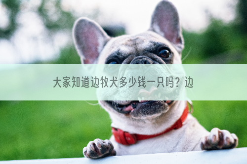 大家知道边牧犬多少钱一只吗？边牧犬有什么优点?