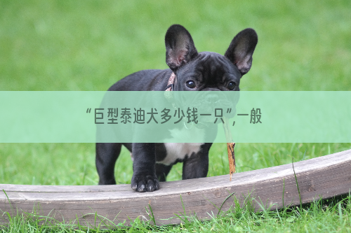 “巨型泰迪犬多少钱一只”,一般家庭能接受吗？