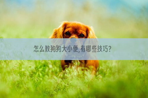 怎么教狗狗大小便,有哪些技巧？