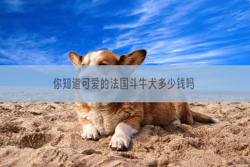 你知道可爱的法国斗牛犬多少钱吗？