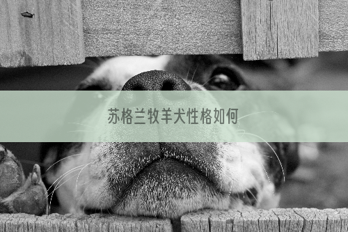 苏格兰牧羊犬性格如何