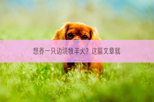 想养一只边境牧羊犬？这篇文章就告诉大家边境牧羊犬的价格