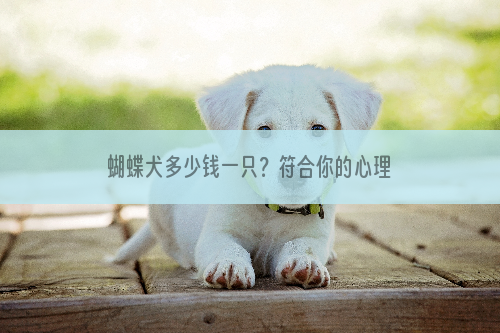 蝴蝶犬多少钱一只？符合你的心理价位吗？