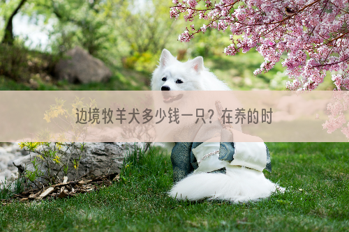 边境牧羊犬多少钱一只？在养的时候我们需要注意什么问题？