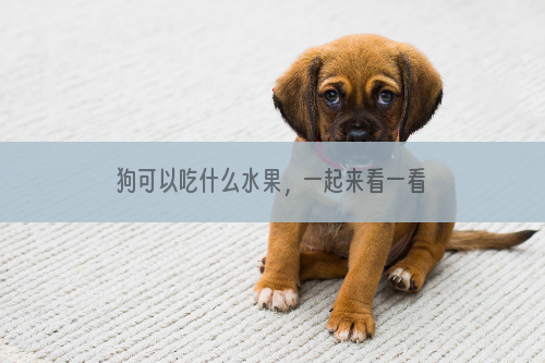 狗可以吃什么水果，一起来看一看