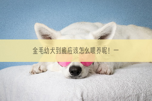 金毛幼犬到底应该怎么喂养呢！一起来看看吧！