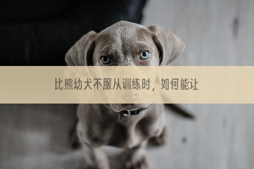 比熊幼犬不服从训练时，如何能让它听话？
