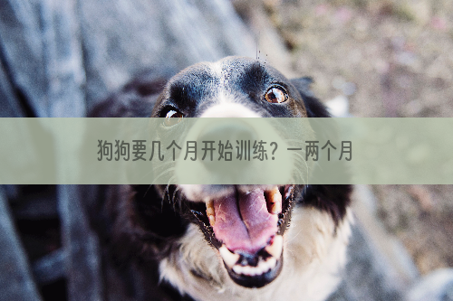 狗狗要几个月开始训练？一两个月不可以吗？