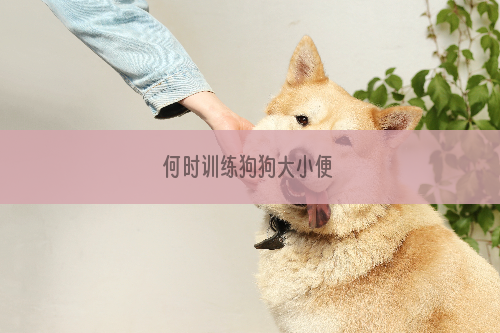 何时训练狗狗大小便