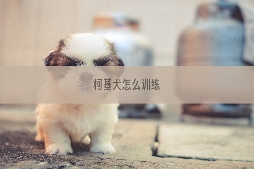 柯基犬怎么训练