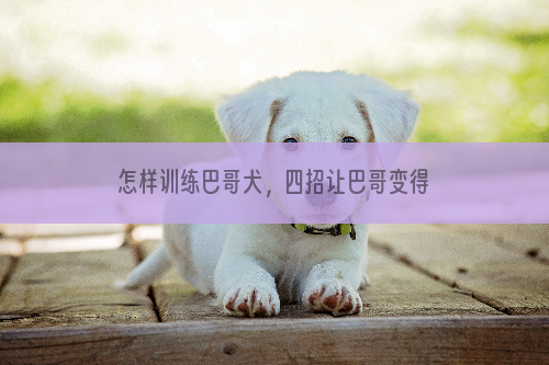 怎样训练巴哥犬，四招让巴哥变得听话