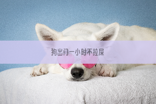 狗出门一小时不拉屎
