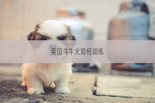 英国斗牛犬如何训练