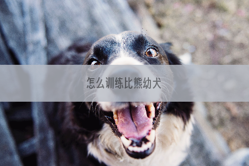 怎么训练比熊幼犬