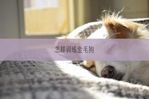 怎样训练金毛狗
