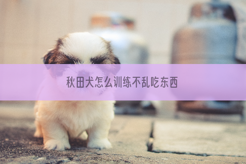 秋田犬怎么训练不乱吃东西