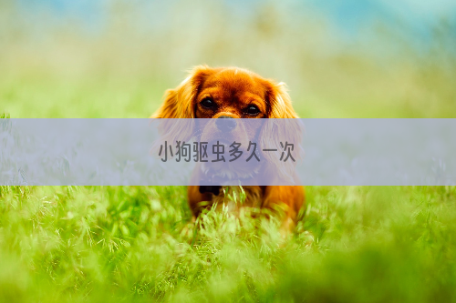 小狗驱虫多久一次