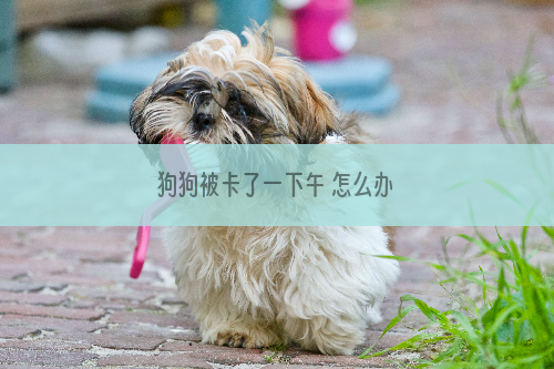 狗狗被卡了一下午 怎么办