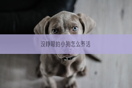 没睁眼的小狗怎么养活