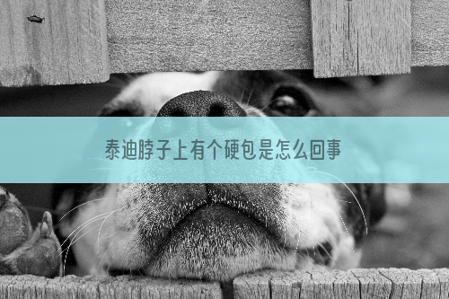泰迪脖子上有个硬包是怎么回事
