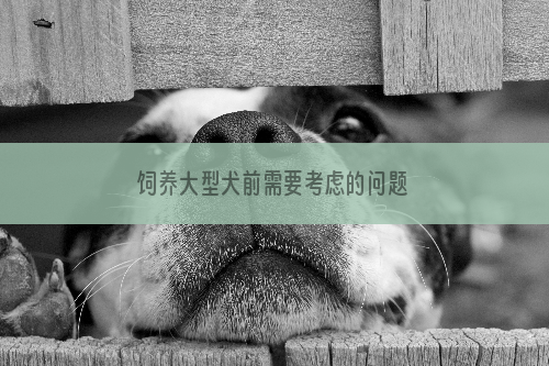 饲养大型犬前需要考虑的问题