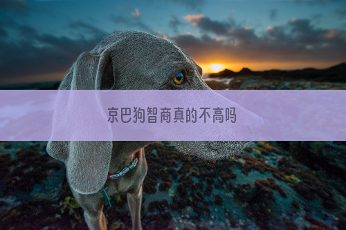 京巴狗智商真的不高吗