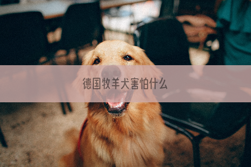 德国牧羊犬害怕什么