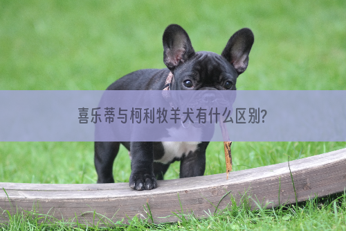 喜乐蒂与柯利牧羊犬有什么区别?如何分辨?