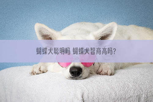 蝴蝶犬聪明吗 蝴蝶犬智商高吗?