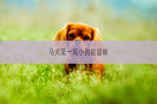 马犬第一窝小狗能留嘛