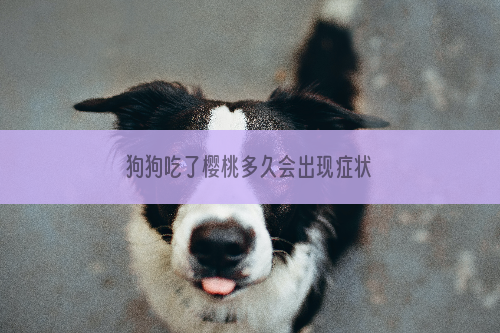 狗狗吃了樱桃多久会出现症状