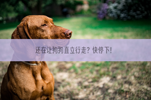 还在让狗狗直立行走？快停下！