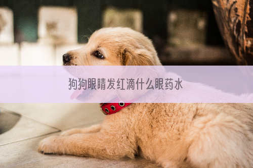 狗狗眼睛发红滴什么眼药水