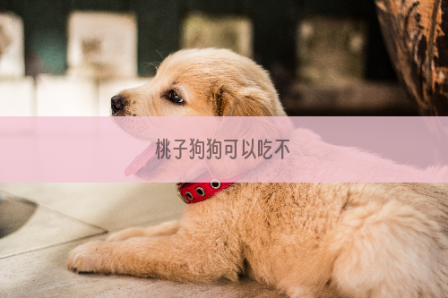 桃子狗狗可以吃不
