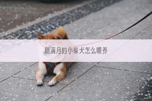 刚满月的小柴犬怎么喂养