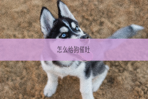 怎么给狗催吐