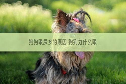 狗狗眼屎多的原因 狗狗为什么眼屎那么多
