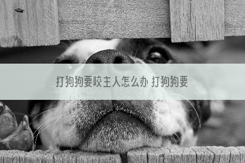 打狗狗要咬主人怎么办 打狗狗要咬主人怎么处理