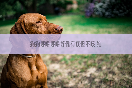 狗狗呼噜呼噜好像有痰但不咳 狗狗呼噜呼噜好像有痰怎么办