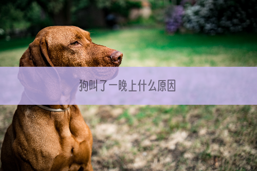 狗叫了一晚上什么原因