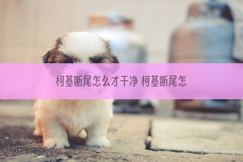 柯基断尾怎么才干净 柯基断尾怎么才算成功